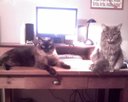 doscats