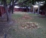nice-neat-piles-of-leaves